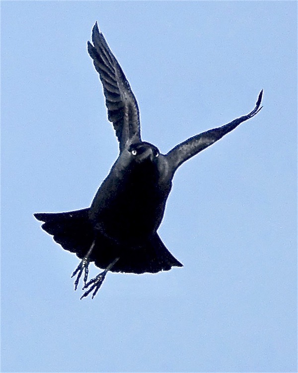 jackdaw